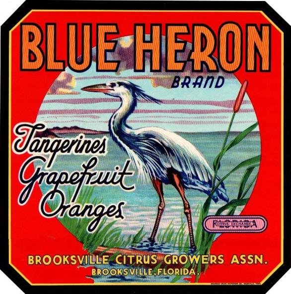blue heron