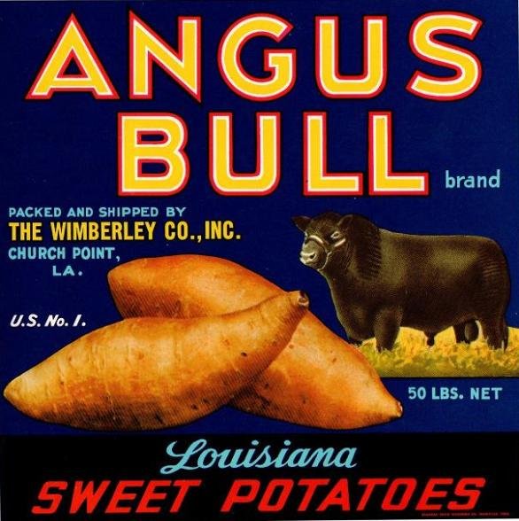 angus bull sweet patatoe us