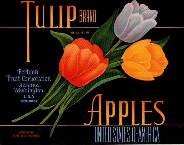 tulip apples usa