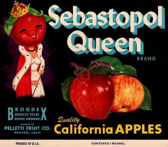 sebastopol queen apples