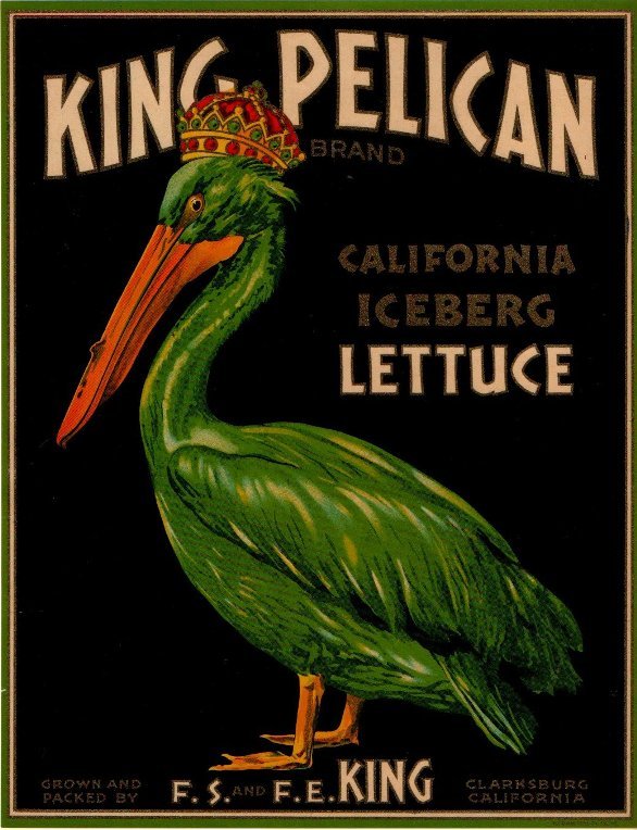 king pelican iceberg lettuce produce of usa
