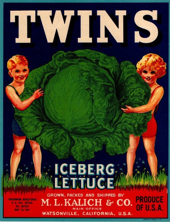 twins iceberg lettuce produce of usa