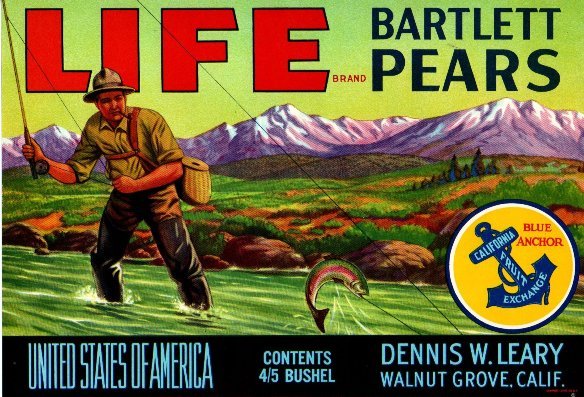 life bartlett pears united states of america