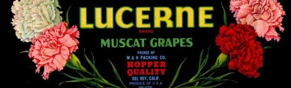 lucerne muscat grapes produce of usa
