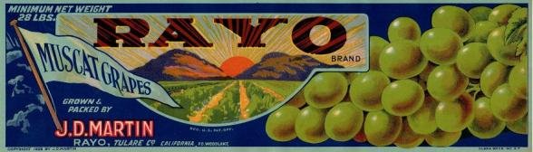 rayo muscat grapes