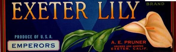 exeter lily produce of usa
