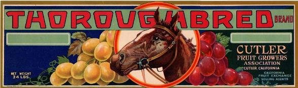 thoroughbred
