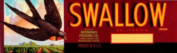 swallow