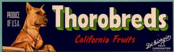 thorobreds produce of usa