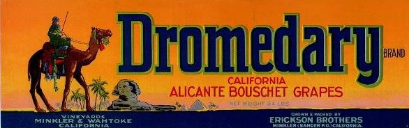 dromedary grapes