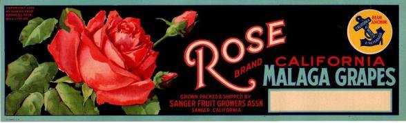 rose malaga grapes