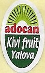 Adocan kivi fruit yalova