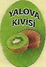 Yalova kivisi