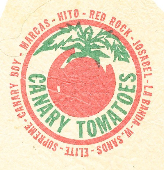 canary tomatoes marca hito red rock josabel la banda w sands elite supreme canary boy