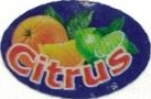 Citrus