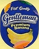 Gentleman first quality premium banana
