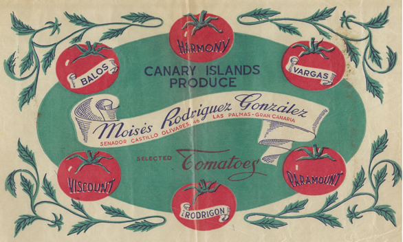 moises rodriguez gonzalez canary island produce selected tomatoes