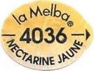 La melba 4036 nectarine jaune