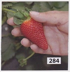 Sansnom fraise 284