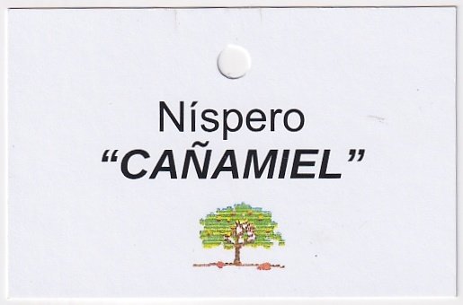 Nispero canamiel www.bosquemades.org