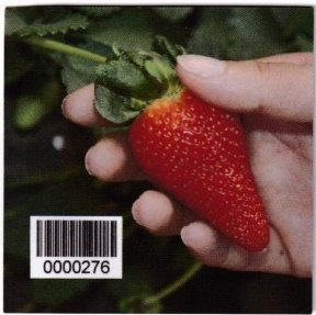 Sansnom fraise 0000276