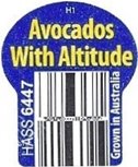 h1 avocados with altitude hass 6447 grown in australia