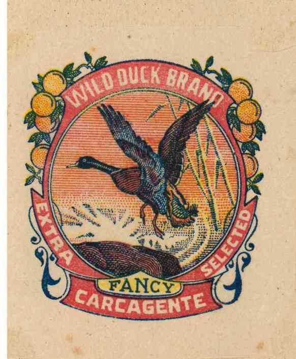 wild duck brand extra selected fancy carcagente