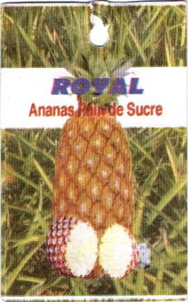 Royal ananas pain de sucre origine benin ananas royal 3701385110410