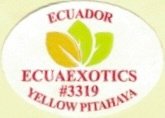 Ecuaexotics ecuador #3319 yellow pitahaya