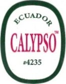 Calypso ecuador #4235