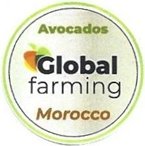 global farming avocados morocco