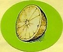 Sansnom (citron)