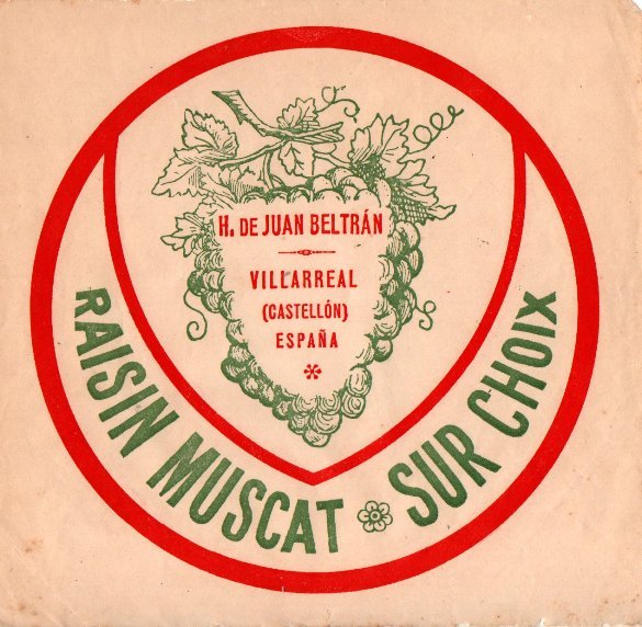 raisin muscat sur choix h de juan beltran villarreal castellon espana