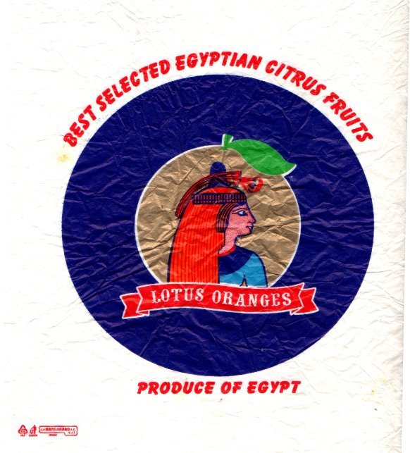 Lotus oranges best selected egyptian citrus fruits produce of egypt