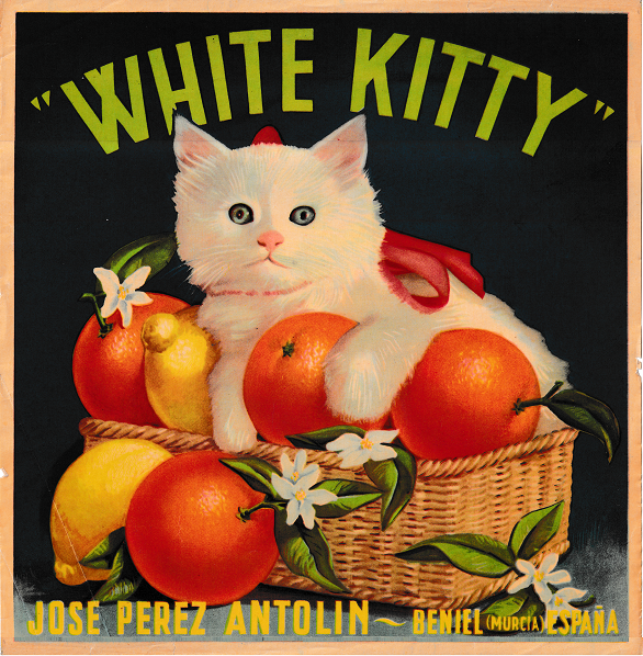 white kitty jose perez antolin beniel murcia espana