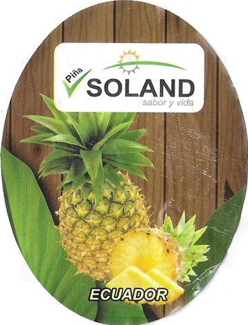 pina soland sabord y vida ecuador