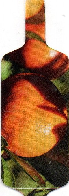 sansnom
