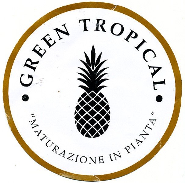 green tropical maturazione in pianta