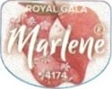 Marlene royal gala 4174