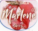 Marlene royal gala 4173