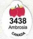 Ambrosia 3438 canada