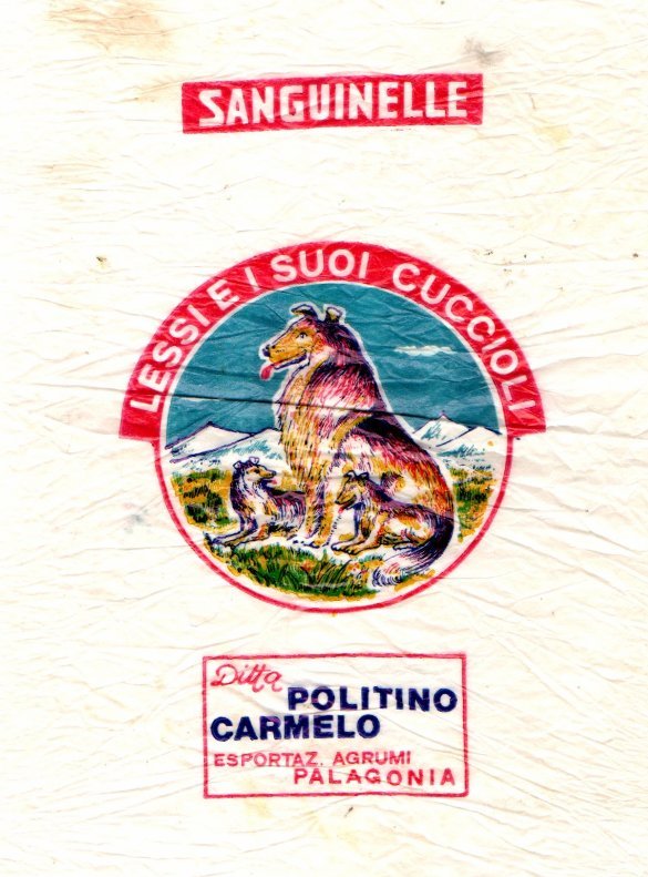 sanguinelle Lessi e i suoi cuccioli politino carmelo  esportaz agrumi palagonia